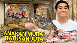 PENCARIAN ANAK MURAI BATU SULTAN! LOLOHAN MURAI DARI INDUKAN SEHARGA AVANZA BERHASIL MENETAS!