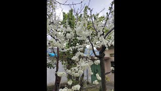 Spring | Spring days in swat valley | سوات میں موسم بہار خوبصورتی