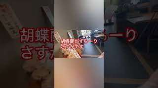 枚方モール３階　肉の松阪行ってみた！