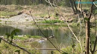 Flussrundwanderung entlang der Aare bei Schönenwerd-Niedergösgen