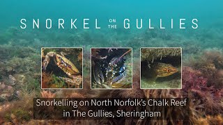 Snorkel on the Gullies - exploring the North Norfolk Chalk Reef