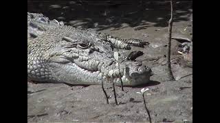 Saltwater crocodiles, Daintree, Australia