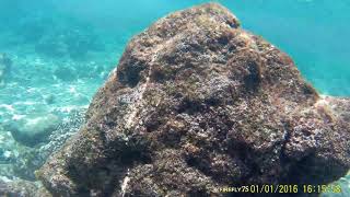 Snorkeling in Cabo