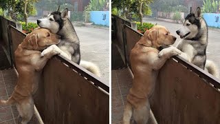 Awesome Cute Funny animals being bros caught on camera