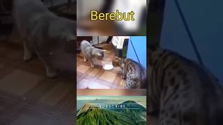 Kelucuan Kucing #shorts #shortvideo #kucing