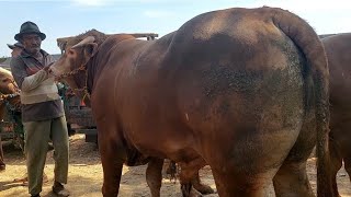 KASIAN SI MBAH‼️BAWA SAPI JUMBO BELUM LAKU | Jum'at 23 Agt 2023 | Pasar Sapi Jatirogo