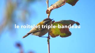 roitelet triple bandeau