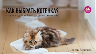 Как выбрать котенка на выставке? Какую породу выбрать? Как забрать котенка?