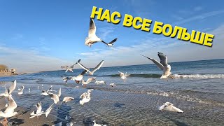 ОДЕССА ❤️ О ХОРОШЕМ И НЕ ТОЛЬКО❗️УКРАЛИ МАТЕРИАЛ❗️НАС 14К❗️МОРЕ ЗОЛОТОЙ БЕРЕГ❗️