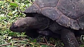 Galapagos tortoise: World’s Biggest tortoise, life spans over 100 years!