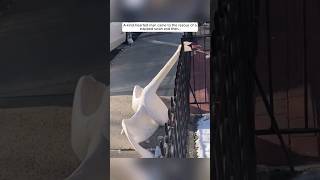 This swan was stuck and was rescued by a kind man, and then... #animalshorts #shortsvideo