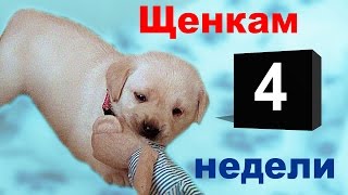 Щенкам лабрадора 4 недели. Играют в мягкие игрушки.