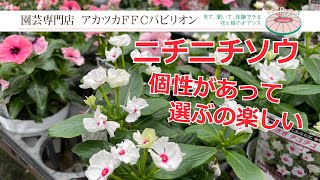 注目品種がたくさん！北島園芸さんのニチニチソウ【園芸専門店アカツカFFCパビリオン】