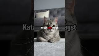 Welche Katze nimmst du ? #katze #lustig