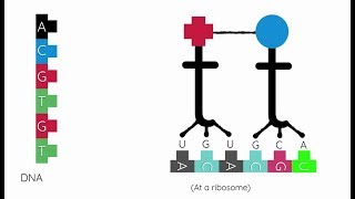 How Protein Synthesis Works