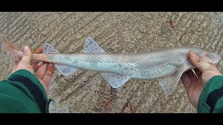 fishing Blackpool gynn wall October