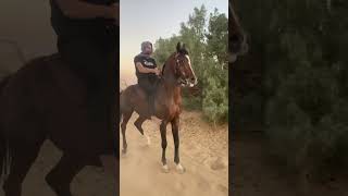 الخيل واليل والبيداء تعرفني😘😘😋🥰🥰🥰🥰🥰🥰🥰🥰🥰🥰🥰🥰🥰🥰🥰🥰🥰