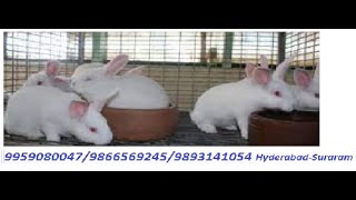 Best quality Rabbits in Hyderabad-Suraram-genuine price