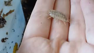 Porcellio laevis white - Assel #terraristikshopwien