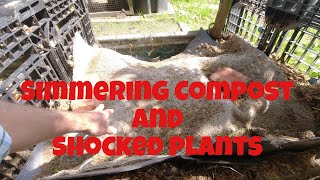 Shocked plants | Simmering Compost | Allotments For Fun and Food