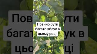 Чи будуть яблука в цьому році? #яблука #садок #зелені