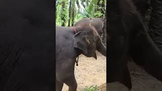 A Fun Encounter with a Baby Elephant #shorts