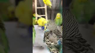 Oh no Budgies Bathing and singing chirping | By akshimokshi8415