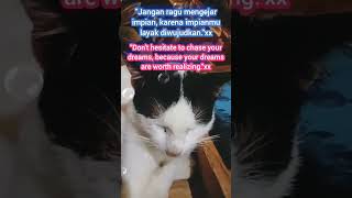 #cat #catmotivation #kucing #motivationalquotes