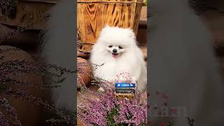 Beautiful Mini Pomeranian's😍😍🥰 Pets Adam #Shorts