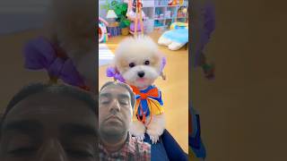 Mỗi ngày một bộ đồ. #shortsshorts #viral #cutedog #poodle #funydog1010 #dogs #funydogs #dog #usa