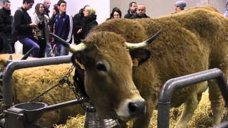 Aubrac au SIA 2013