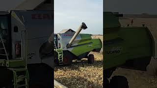 Claas Tucano 440 ! Żniwa kukurydzy 2024 ! Corn Harvest In Poland !