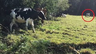 У коровы постоянно пропадало молоко и фермер решил проследить, прогулявшись за ней