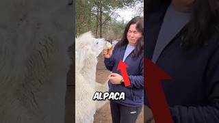 Never ever give an alpaca some food #shorts