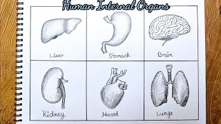 Human internal organs drawing easy way