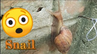 Big snail  roaming 🐌 in my garden 😄😄||