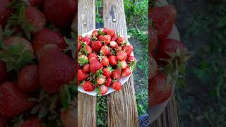 Первая клубничка//15.06.24🍓🍓🍓😉😉😉