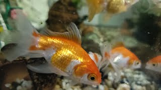 Rest Your Mind, Relaxing Fish +insomnia -stress relief, Goldfish,#Livestream