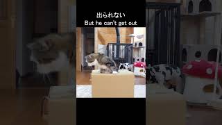 入れたけど出られないねこ。 #Shorts