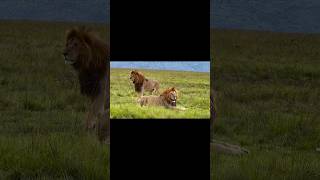 Lenkoe y Saningo descansando juntos (Enkoyanai Boys). #lion #nature #wildlife #short #shorts #videos