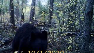 Trail Camera Highlights - Lower trail Oct 2020