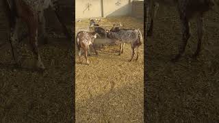 Goats farming business | #Shorts | #Goats | #farming