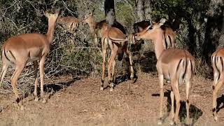 gazelle eating tree