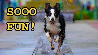 Dogs Playing in Water Fountains