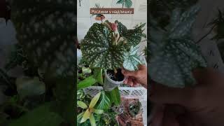 Побалуйте себе хотілочками-антістресиками🙋🌿🌺 #кімнатнірослини #комнатныерастения