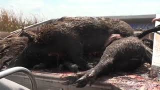 Shooting Hogs from an Airboat