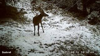 daguet sous la neige