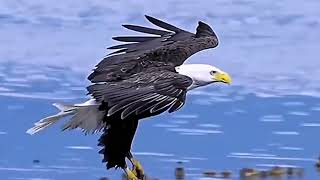 Eagles: The Kings of the Sky | King of the Seas