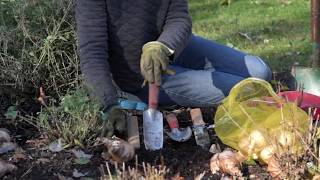 How to Plant Fall Bulbs