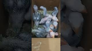 Indian Ringneck chicks| Asian parrots beauty